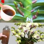 Oregano Oil: How to Use It to Treat Pain, Sores & Infections without Drugs